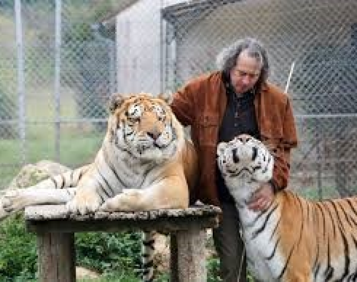 Les tigres en semi-liberté.